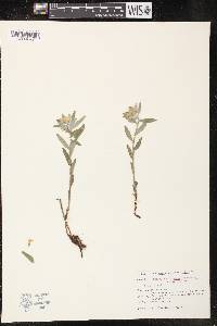 Lithospermum canescens image