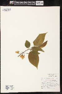 Halesia carolina image