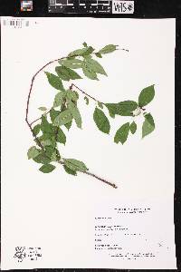 Prunus pensylvanica image