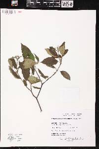 Cornus amomum var. schuetzeana image