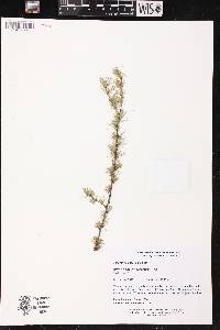 Larix laricina image