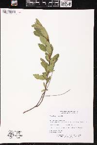 Ceanothus herbaceus image