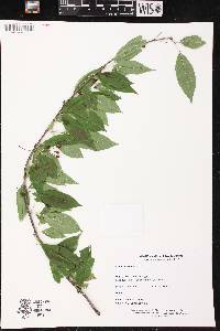 Prunus pensylvanica image