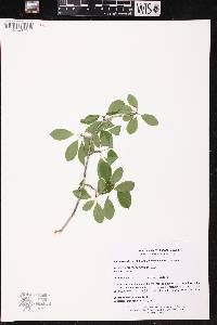 Ilex mucronata image