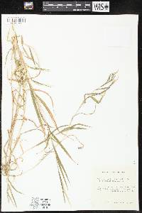 Muhlenbergia frondosa f. commutata image