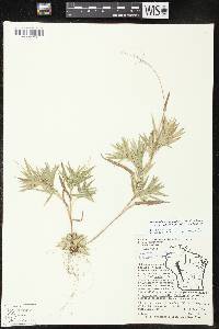 Dichanthelium acuminatum subsp. implicatum image