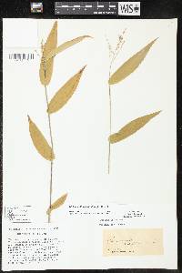 Dichanthelium latifolium image