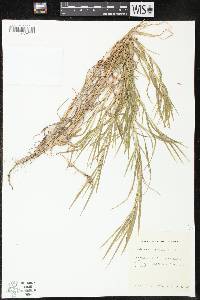 Muhlenbergia frondosa image