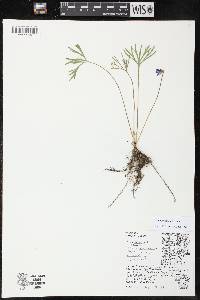 Viola pedatifida image