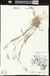 Dichanthelium acuminatum subsp. lindheimeri image