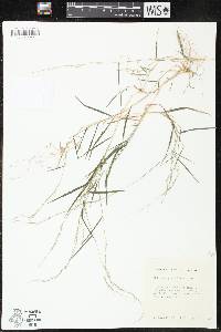 Muhlenbergia schreberi image