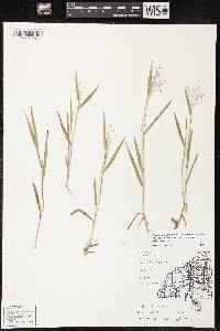 Dichanthelium villosissimum var. praecocius image