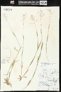 Dichanthelium acuminatum subsp. lindheimeri image