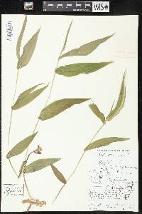 Dichanthelium latifolium image