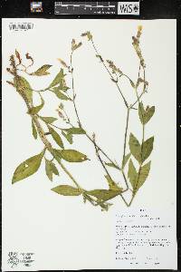 Silene latifolia image