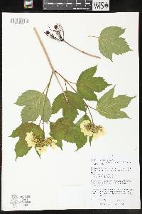 Viburnum trilobum image