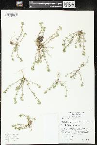 Scleranthus annuus image