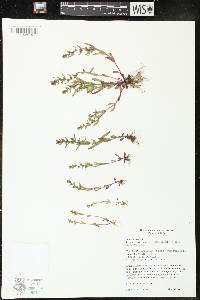 Veronica peregrina subsp. xalapensis image