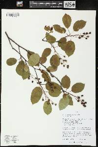 Amelanchier interior image