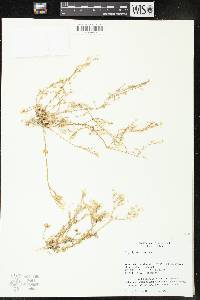 Cerastium semidecandrum image