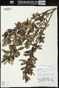 Salix lucida image