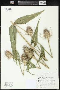 Dipsacus fullonum image