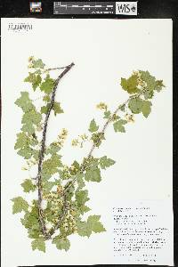 Ribes americanum image