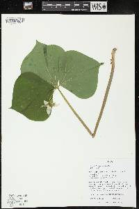 Trillium cernuum image