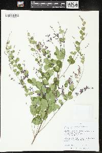 Lespedeza thunbergii image