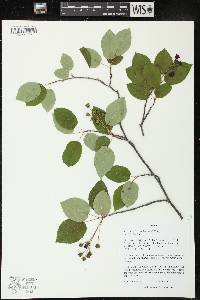 Amelanchier laevis image