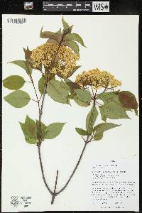 Viburnum lentago image