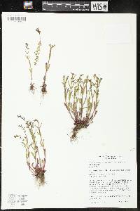 Veronica peregrina subsp. xalapensis image