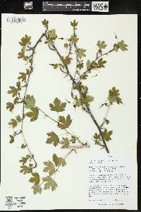 Ribes missouriense image