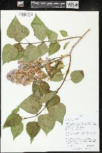 Syringa vulgaris image