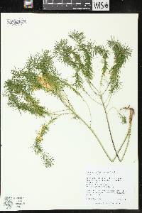 Euphorbia cyparissias image