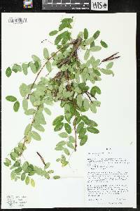 Caragana arborescens image