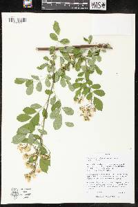 Rosa multiflora image