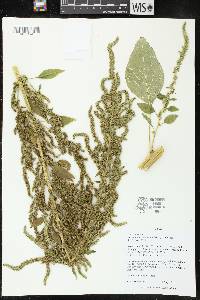 Amaranthus tuberculatus image