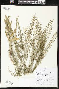 Lepidium campestre image