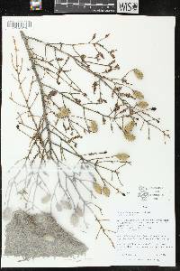 Tsuga canadensis image