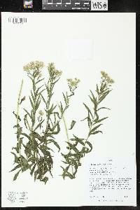 Kuhnia eupatorioides image