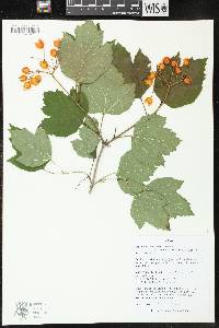 Viburnum trilobum image