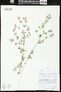 Trifolium arvense image