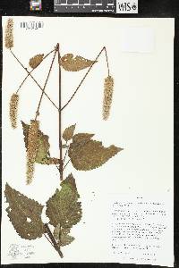 Agastache scrophulariifolia image