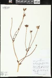 Silphium terebinthinaceum image