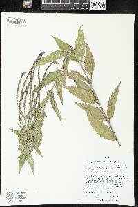 Verbena hastata image