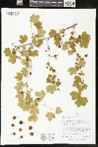 Ribes missouriense image