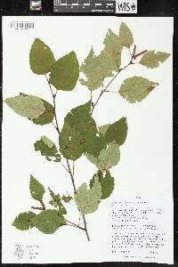 Betula papyrifera image