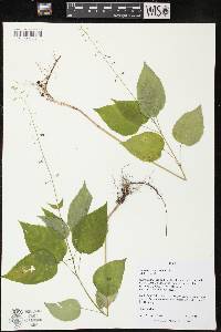 Circaea canadensis image