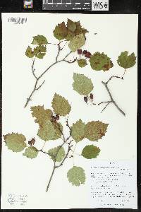 Crataegus chrysocarpa image